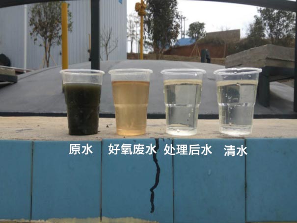 污水曝气罗茨鼓草莓视频APP官方应用案例 污水曝气罗茨鼓草莓视频APP官方应用案例
